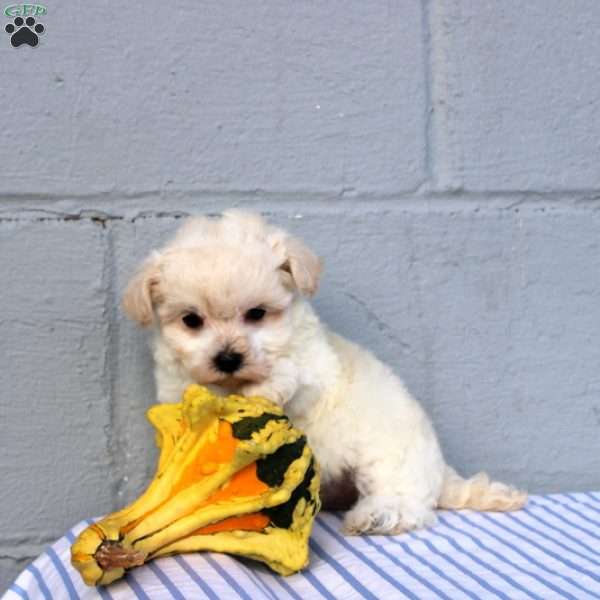 Sadie, Maltese Puppy